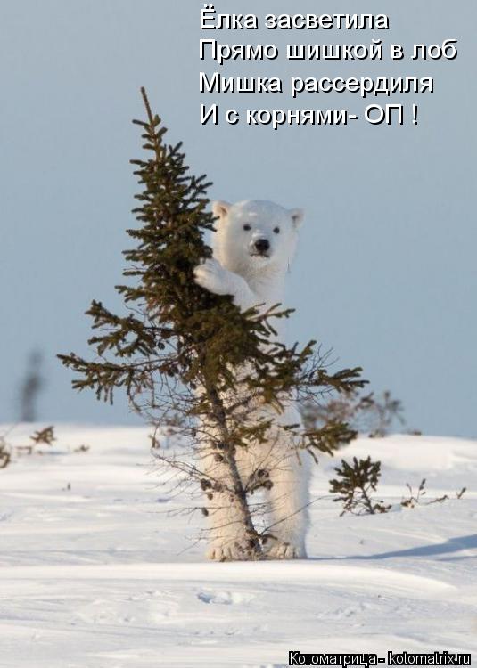 Ёлка засветила Прямо шишкой в лоб Мишка рассердиля И с корнями- ОП !... Котоматрица: Ёлка засветила Прямо шишкой в лоб Мишка рассердиля И с корнями- ОП !