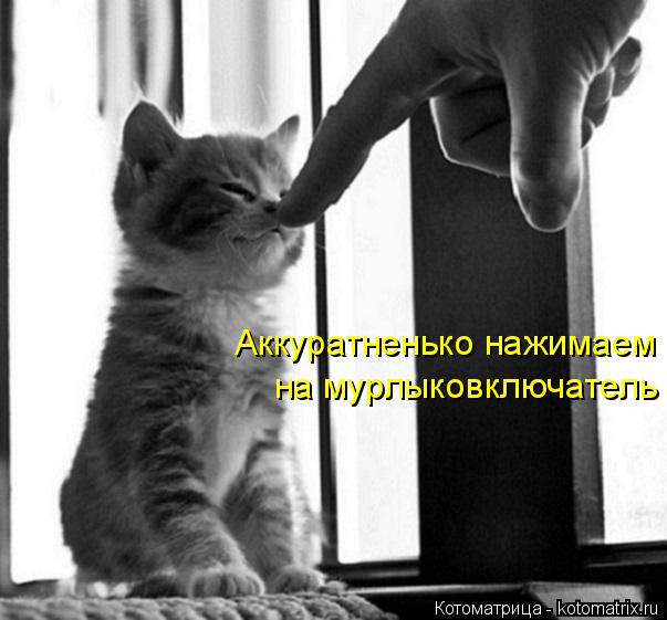 Аккуратненько нажимаем на мурлыковключатель... Котоматрица: Аккуратненько нажимаем на мурлыковключатель