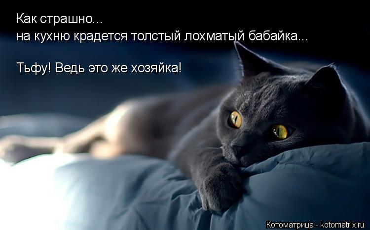 Как страшно... на кухню крадется толстый лохматый бабайка... Тьфу! Ведь это же хозяйка!... Котоматрица: Как страшно... на кухню крадется толстый лохматый бабайка... Тьфу! Ведь это же хозяйка!