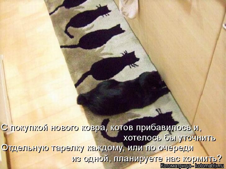 С покупкой нового ковра, котов прибавилось и, Отдельную тарелку каждому, или по очереди из одной, пла... Котоматрица: С покупкой нового ковра, котов прибавилось и, Отдельную тарелку каждому, или по очереди из одной, планируете нас кормить? хотелось бы уточни