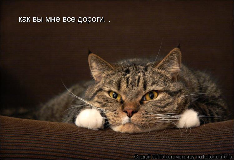 как вы мне все дороги...... Котоматрица: как вы мне все дороги...