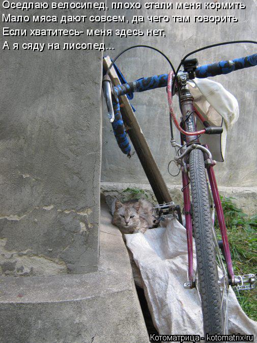 Оседлаю велосипед, плохо стали меня кормить Мало мяса дают совсем, да чего там говорить Если хватитес... Котоматрица: Оседлаю велосипед, плохо стали меня кормить Мало мяса дают совсем, да чего там говорить Если хватитесь- меня здесь нет, А я сяду на лисопед...
