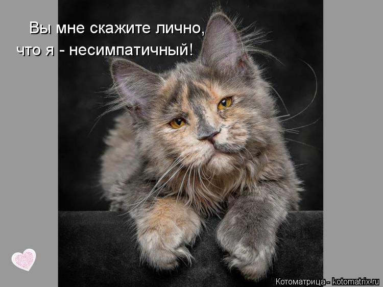 Вы мне скажите лично, что я - несимпатичный!... Котоматрица: Вы мне скажите лично, что я - несимпатичный!