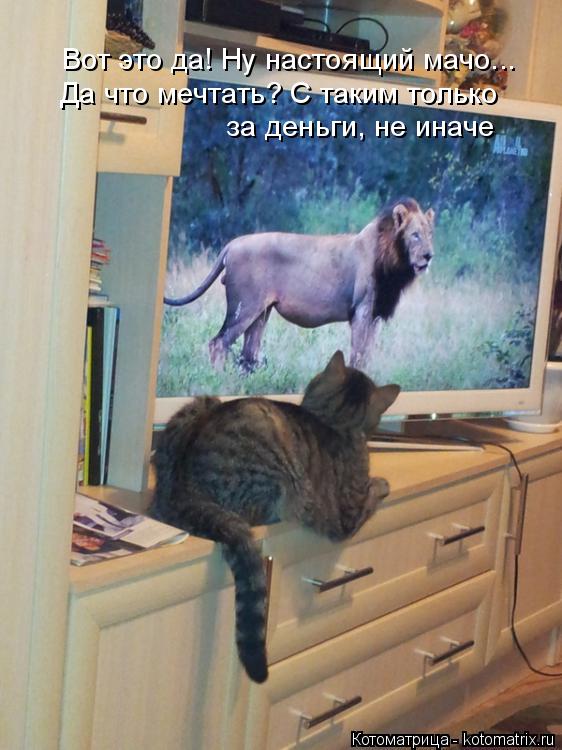 Да что мечтать? С таким только Вот это да! Ну настоящий мачо... за деньги, не иначе... Котоматрица: Да что мечтать? С таким только Вот это да! Ну настоящий мачо... за деньги, не иначе