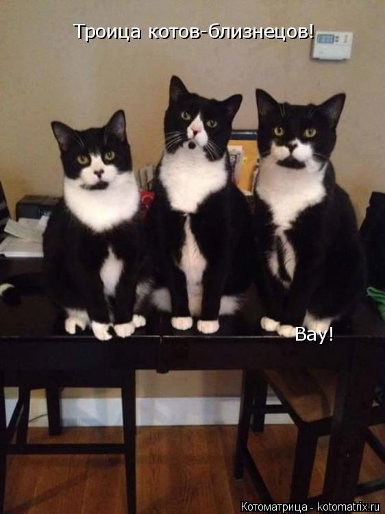 Вау! Троица котов-близнецов!... Котоматрица: Вау! Троица котов-близнецов!
