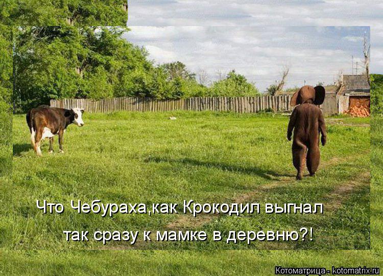 Что Чебураха,как Крокодил выгнал так сразу к мамке в деревню?!... Котоматрица: Что Чебураха,как Крокодил выгнал так сразу к мамке в деревню?!