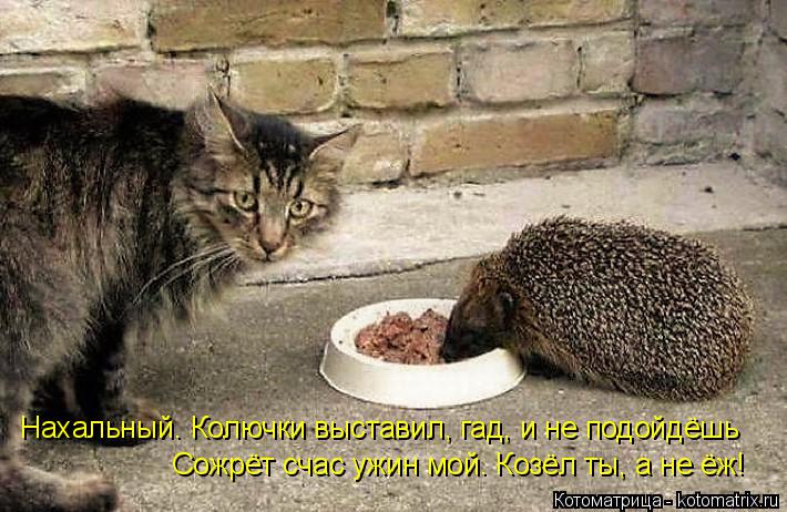 Нахальный. Колючки выставил, гад, и не подойдёшь Сожрёт счас ужин мой. Козёл ты, а не ёж!... Котоматрица: Нахальный. Колючки выставил, гад, и не подойдёшь Сожрёт счас ужин мой. Козёл ты, а не ёж!