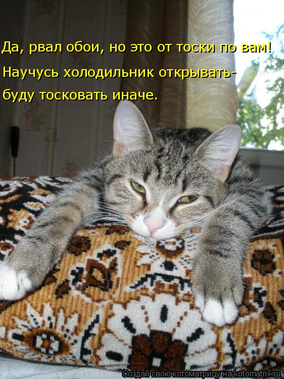 Котоматрица: Научусь холодильник открывать- буду тосковать иначе. Да, рвал обои, но это от тоски по вам!