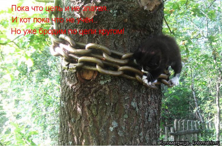 Котоматрица: Пока что цепь и не златая.. И кот пока что не учён.. Но уже бродим по цепи кругом!