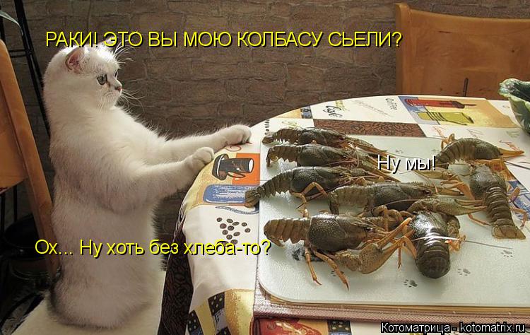 Котоматрица: РАКИ! ЭТО ВЫ МОЮ КОЛБАСУ СЬЕЛИ? Ну мы! Ох... Ну хоть без хлеба-то?