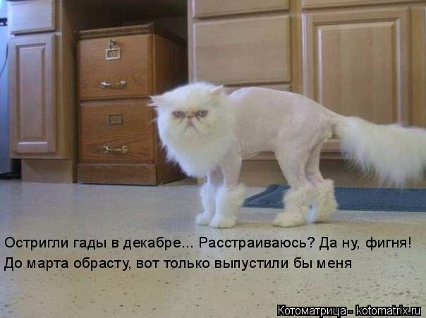 Котоматрица: Остригли гады в декабре... Расстраиваюсь? Да ну, фигня! До марта обрасту, вот только выпустили бы меня