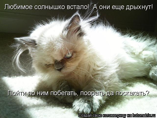 Котоматрица: Пойти по ним побегать, поорать да поскакать? Любимое солнышко встало!  А они еще дрыхнут!