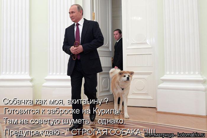 Котоматрица: Собачка как моя, акита-ину ? Готовится к заброске на Курилы.. Там не советую шуметь... однако, Предупреждаю - " СТРОГАЯ СОБАКА "!!!!