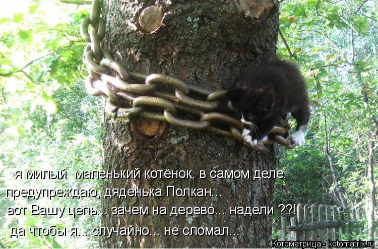 Котоматрица: предупреждаю, дяденька Полкан... вот Вашу цепь... зачем на дерево... надели ??! да чтобы я... случайно... не сломал...  я милый  маленький котёнок, в с