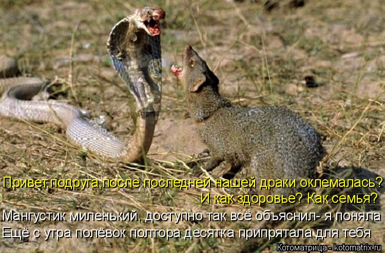 Котоматрица: Привет,подруга,после последней нашей драки оклемалась? И как здоровье? Как семья? Мангустик миленький, доступно так всё объяснил- я поняла Е