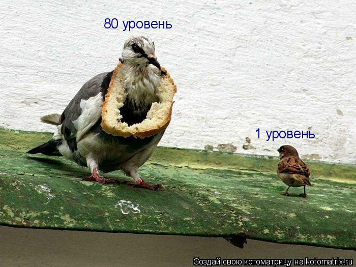 Котоматрица: 1 уровень 80 уровень