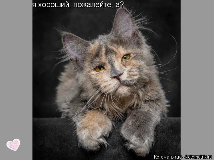 Котоматрица: я хороший, пожалейте, а?