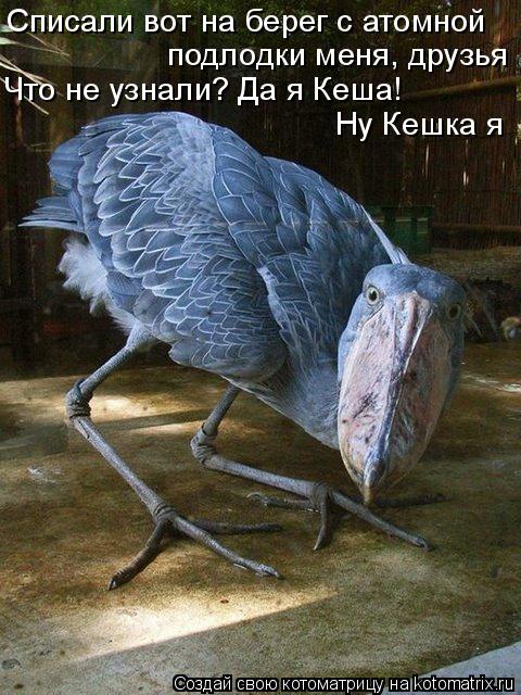 Котоматрица: Списали вот на берег с атомной  подлодки меня, друзья Что не узнали? Да я Кеша! Ну Кешка я
