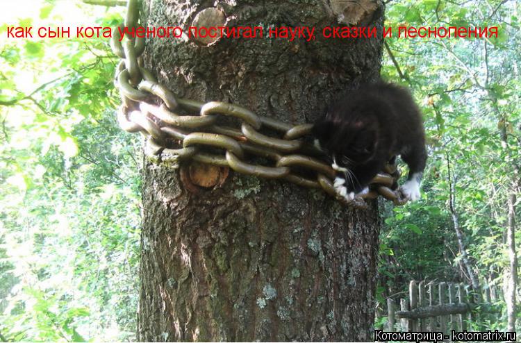 Котоматрица: как сын кота ученого постигал науку, сказки и песнопения