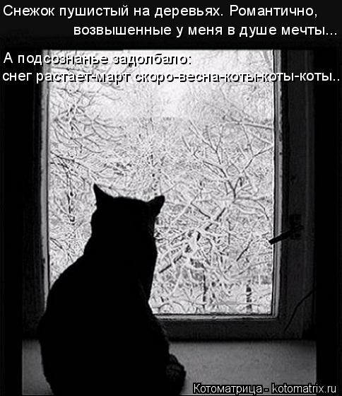 Котоматрица: Снежок пушистый на деревьях. Романтично, возвышенные у меня в душе мечты... А подсознанье задолбало: снег растает-март скоро-весна-коты-коты-
