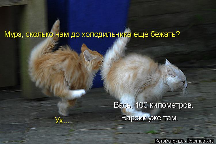 Котоматрица: Мурз, сколько нам до холодильника ещё бежать? Вась, 100 километров. Барсик уже там. Ух...
