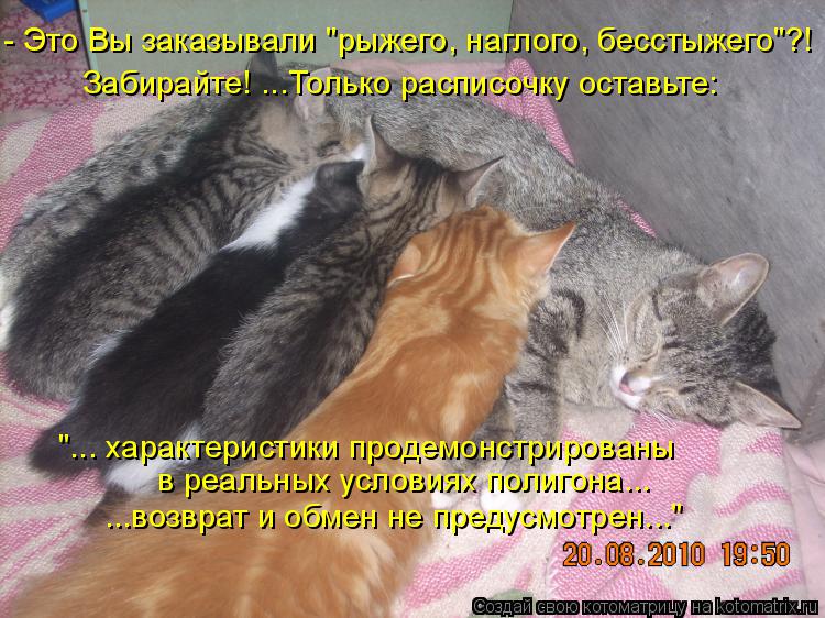 Котоматрица: - Это Вы заказывали "рыжего, наглого, бесстыжего"?! Забирайте! ...Только расписочку оставьте:  в реальных условиях полигона... "... характеристик