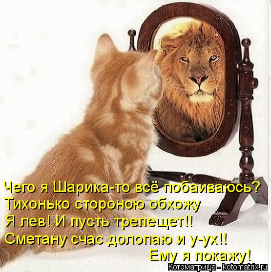 Котоматрица: Чего я Шарика-то всё побаиваюсь? Тихонько стороною обхожу Я лев! И пусть трепещет!! Сметану счас долопаю и у-ух!! Ему я покажу!