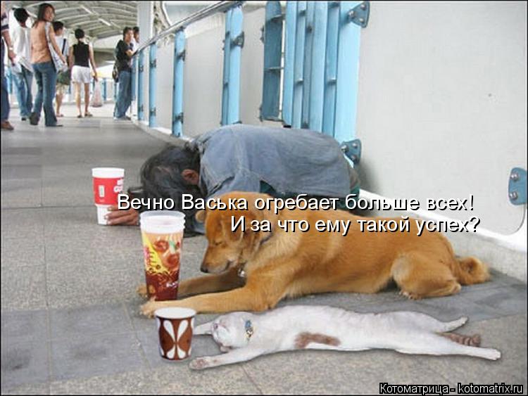 Вечно Васька огребает больше всех! И за что ему такой успех?... Котоматрица: Вечно Васька огребает больше всех! И за что ему такой успех?