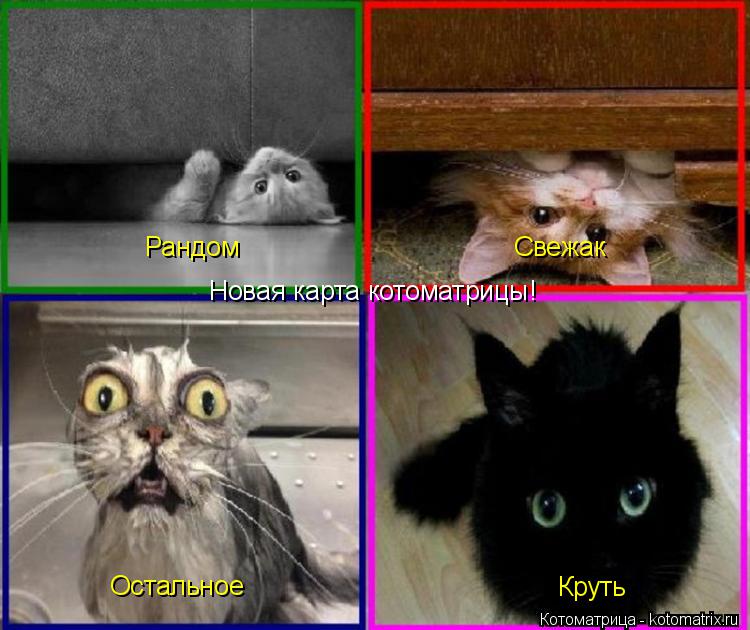 Котоматрица: Рандом Свежак Остальное Круть Новая карта котоматрицы!