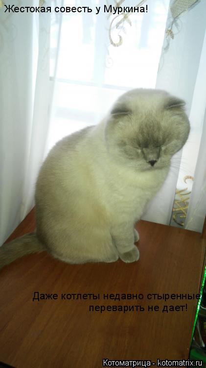 Жестокая совесть у Муркина! Даже котлеты недавно стыренные переварить не дает!... Котоматрица: Жестокая совесть у Муркина! Даже котлеты недавно стыренные переварить не дает!