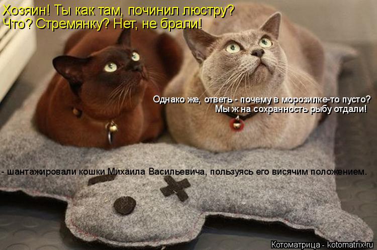 Хозяин! Ты как там, починил люстру? Что? Стремянку? Нет, не брали! Однако же, ответь - почему в мороз... Котоматрица: Хозяин! Ты как там, починил люстру? Что? Стремянку? Нет, не брали! Однако же, ответь - почему в морозилке-то пусто? Мы ж на сохранность рыбу отда
