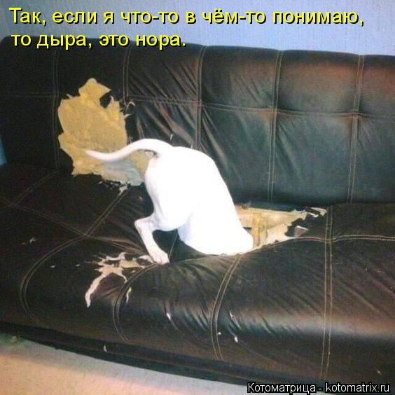 Котоматрица: Так, если я что-то в чём-то понимаю, то дыра, это нора.