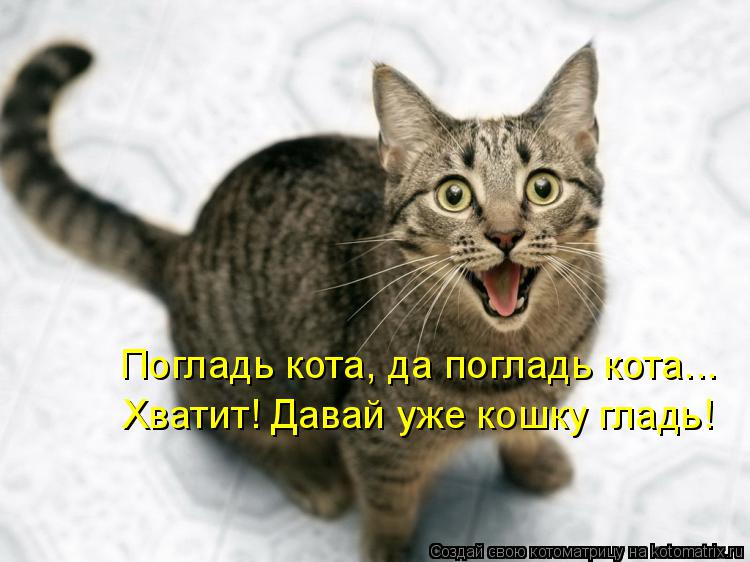 Котоматрица: Погладь кота, да погладь кота... Хватит! Давай уже кошку гладь!