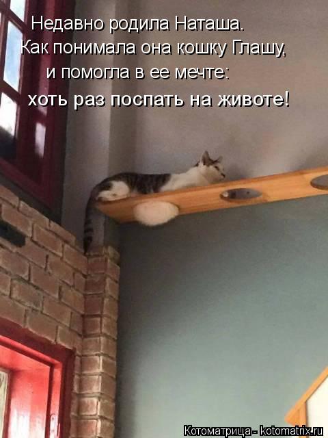 Котоматрица: Недавно родила Наташа. Как понимала она кошку Глашу, и помогла в ее мечте: хоть раз поспать на животе!