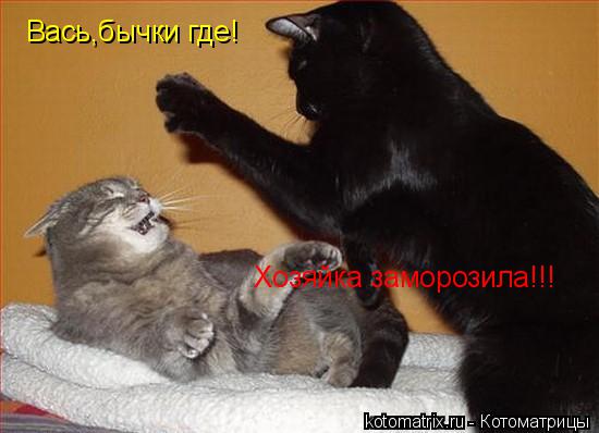 Котоматрица: Вась,бычки где! Хозяйка заморозила!!!