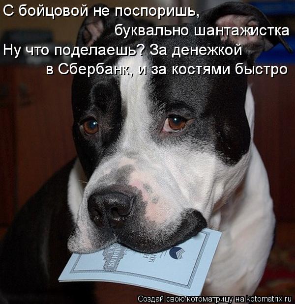Котоматрица: С бойцовой не поспоришь, буквально шантажистка Ну что поделаешь? За денежкой в Сбербанк, и за костями быстро