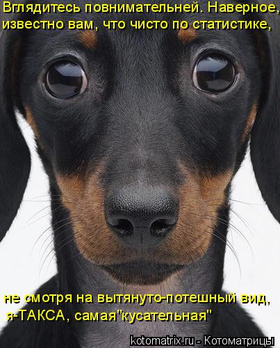 Котоматрица: из всех пород собачьих- такса самая кусательная Вглядитесь повнимательней. Наверное, известно вам, что чисто по статистике, я-ТАКСА, самая"к