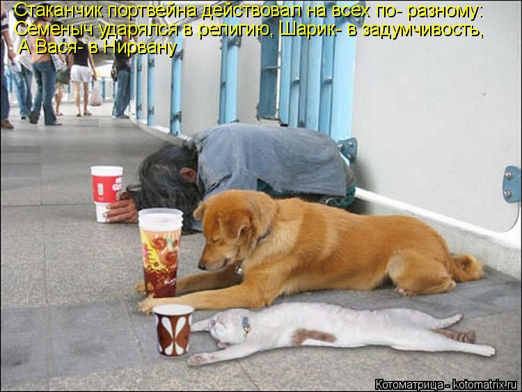 Стаканчик портвейна действовал на всех по- разному: Семеныч ударялся в религию, Шарик- в задумчивость... Котоматрица: Стаканчик портвейна действовал на всех по- разному: Семеныч ударялся в религию, Шарик- в задумчивость, А Вася- в Нирвану