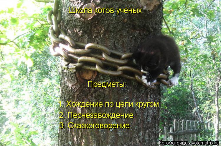 Котоматрица: Школа котов учёных Предметы: 1. Хождение по цепи кругом 2. Песнезавождение 3. Сказкоговорение