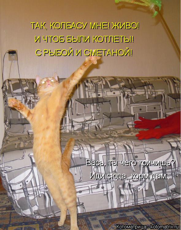 Котоматрица: ТАК, КОЛБАСУ МНЕ! ЖИВО! И ЧТОБ БЫЛИ КОТЛЕТЫ! С РЫБОЙ И СМЕТАНОЙ! Вась, ты чего кричишь? Иди сюда, корм дам...