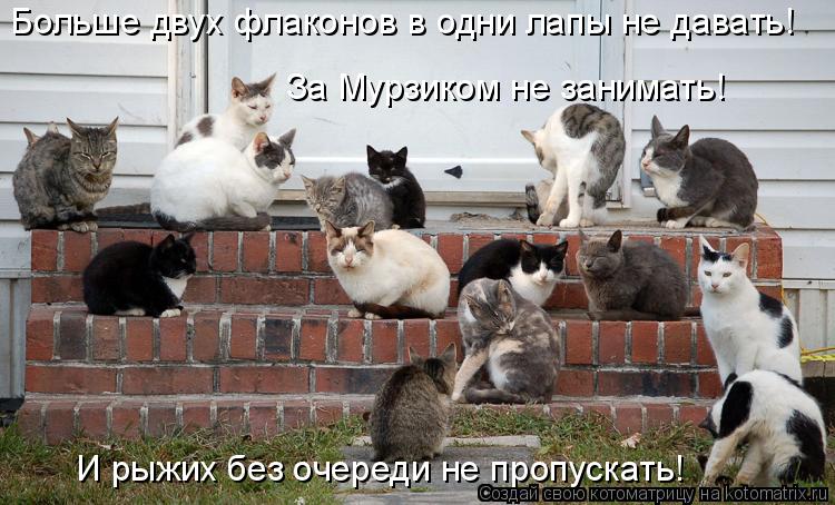 Котоматрица: Больше двух флаконов в одни лапы не давать! За Мурзиком не занимать! И рыжих без очереди не пропускать!