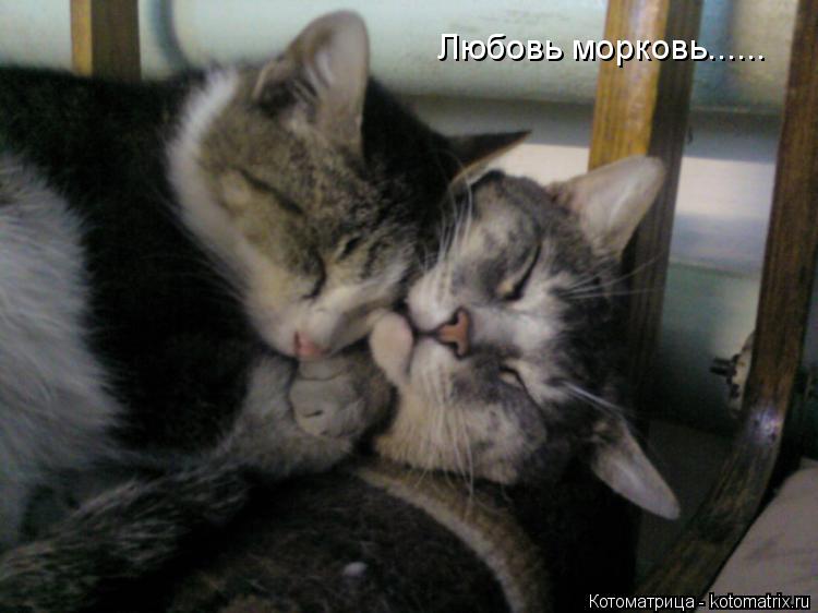 Котоматрица: Любовь морковь......