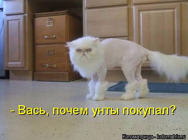 Котоматрица: - Вась, почем унты покупал?
