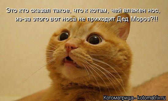 Котоматрица: из-за этого вот носа не приходит Дед Мороз?!! Это кто сказал такое, что к котам, чей влажен нос,