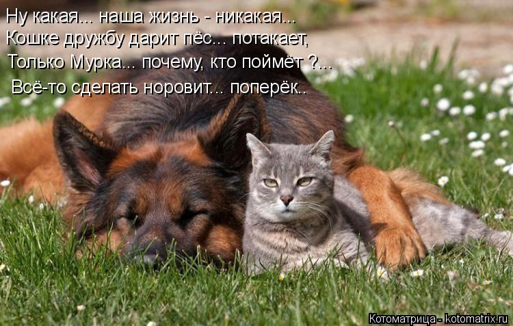 Котоматрица: Ну какая... наша жизнь - никакая... Кошке дружбу дарит пёс... потакает, Только Мурка... почему, кто поймёт ?... Всё-то сделать норовит... поперёк..