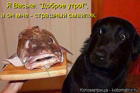 Котоматрица: Я Ваське: ''Доброе утро!'', а он мне - страшный смайлик.