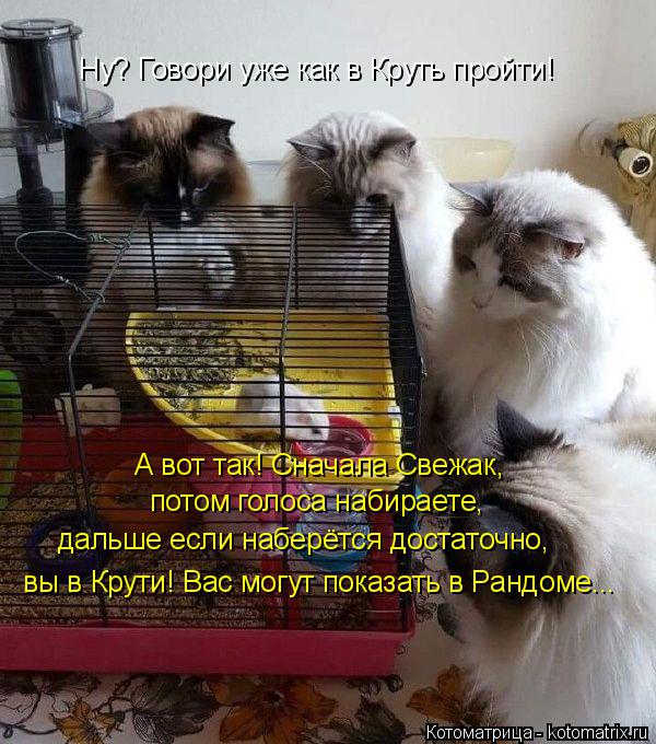 Котоматрица: Ну? Говори уже как в Круть пройти! А вот так! Сначала Свежак, потом голоса набираете, дальше если наберётся достаточно, вы в Крути! Вас могут п