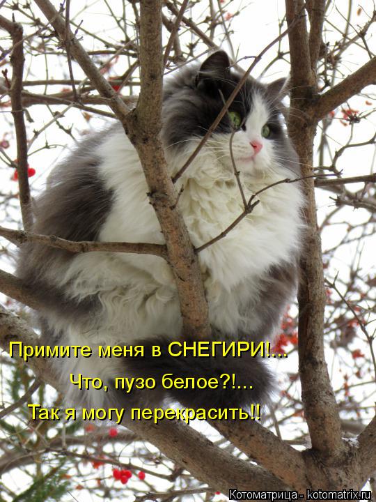Примите меня в СНЕГИРИ!... Что, пузо белое?!... Так я могу перекрасить!!... Котоматрица: Примите меня в СНЕГИРИ!... Что, пузо белое?!... Так я могу перекрасить!!