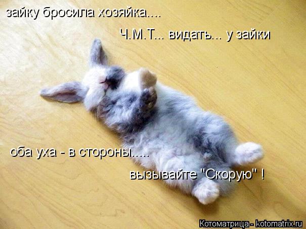 зайку бросила хозяйка.... Ч.М.Т... видать... у зайки оба уха - в стороны..... вызывайте "Скорую" !... Котоматрица: зайку бросила хозяйка.... Ч.М.Т... видать... у зайки оба уха - в стороны..... вызывайте "Скорую" !