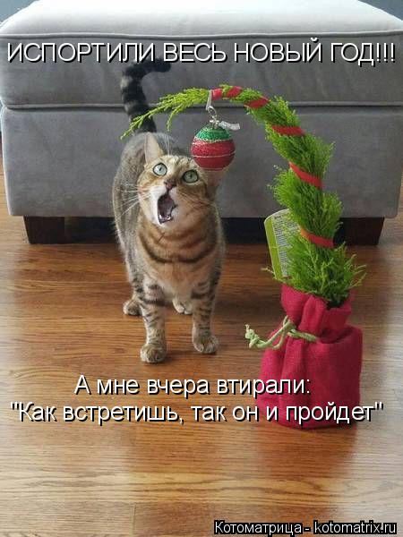Котоматрица: ИСПОРТИЛИ ВЕСЬ НОВЫЙ ГОД!!! А мне вчера втирали: "Как встретишь, так он и пройдет"